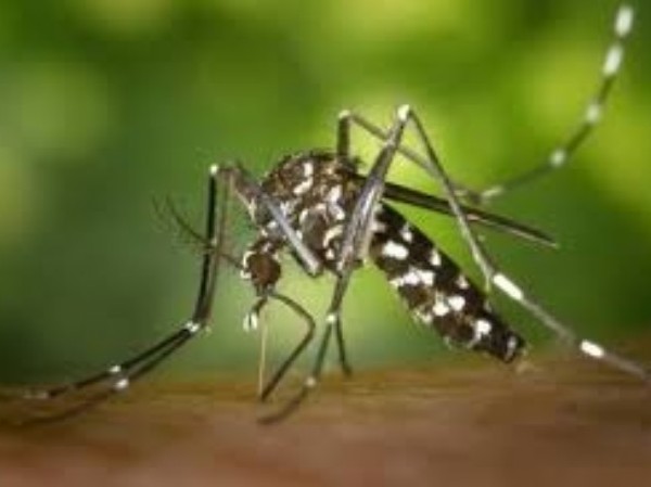 Los casos de dengue ascienden a 90 mil en la provincia de Buenos Aires