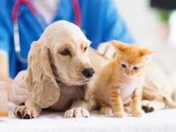 Vacunación antirrábica para perros y gatos en 9 de Abril